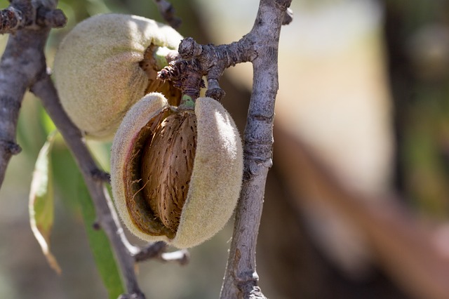Prunus dulcis