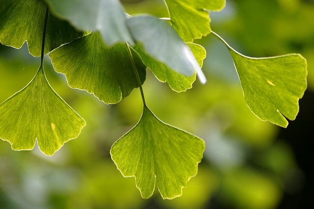 Ginkgo biloba