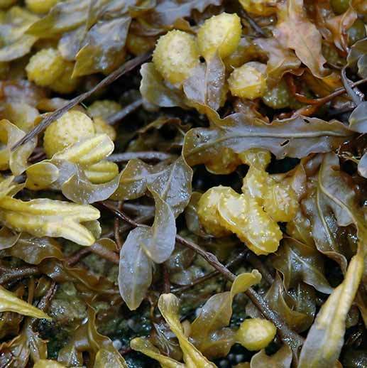 Fucus vesiculosus