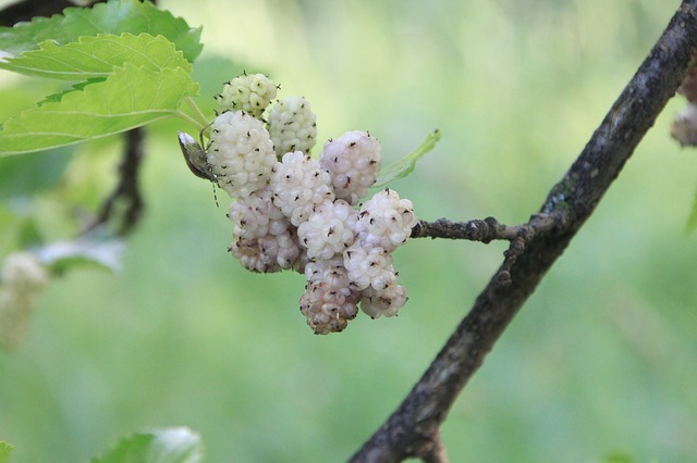 Morus alba