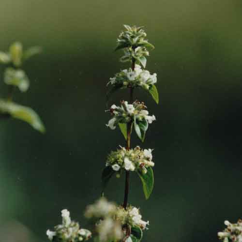 Minthostachys setosa