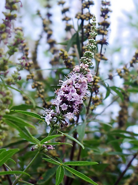 Vitex agnus-castus