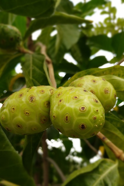Morinda officinalis