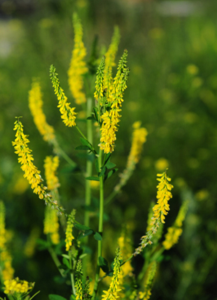 Melilotus officinalis
