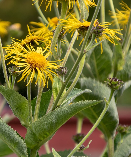 Inula helenium