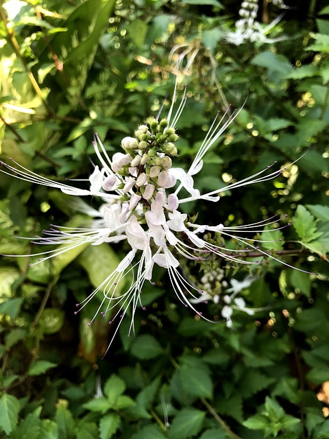 Orthosiphon aristatus