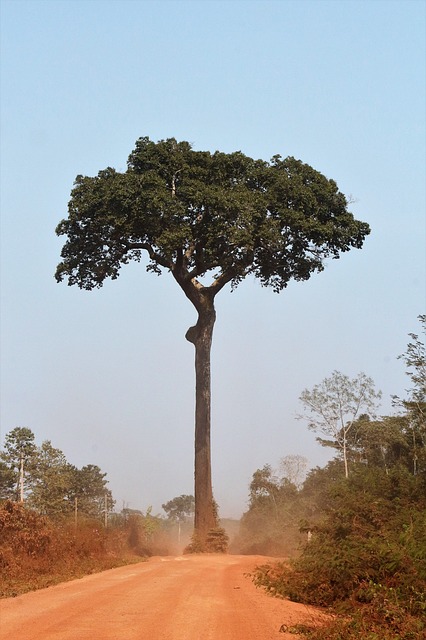Bertholletia excelsa