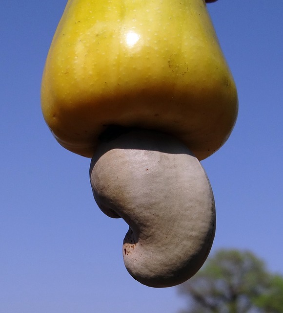 Anacardium occidentale