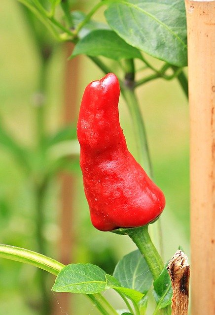 Capsicum anum
