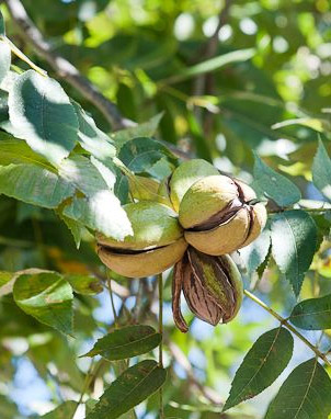 Carya illinoinensis