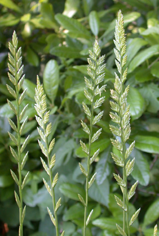 Elytrigia repens