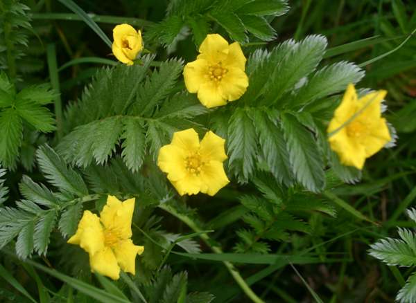 Potentilla anserina