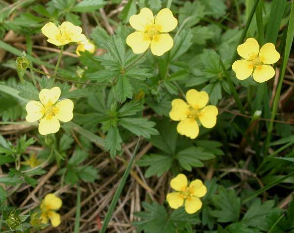 Potentilla erecta