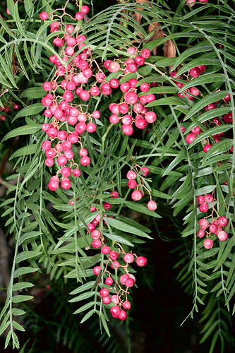 Schinus molle