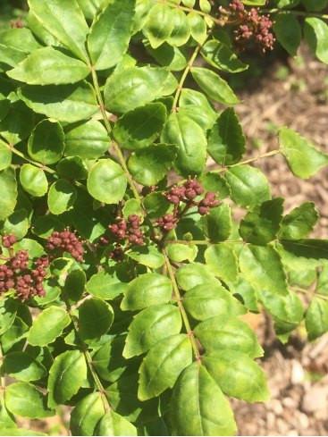 Zanthoxylum piperitum