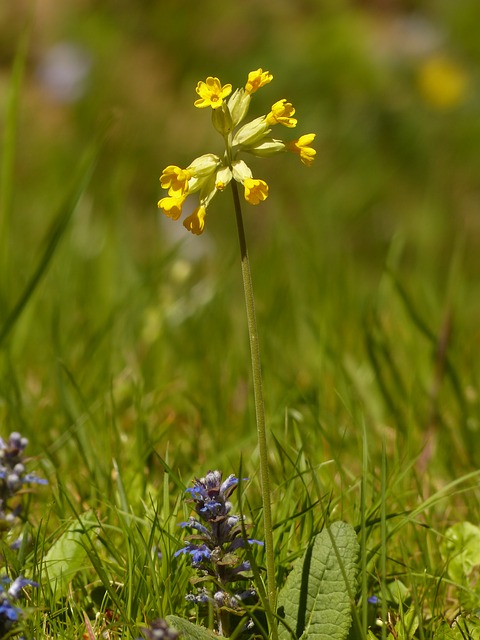 Primula veris