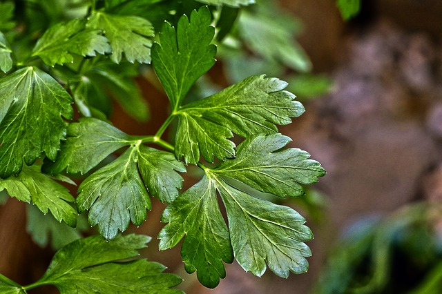 Petroselinum crispum