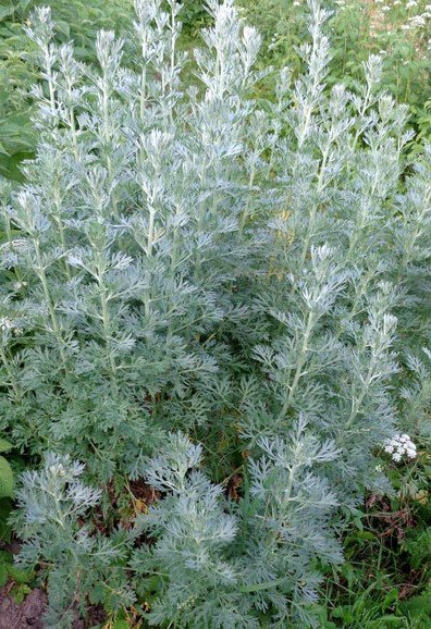 Artemisia absinthium