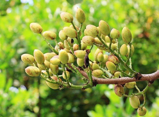 Pistacia vera