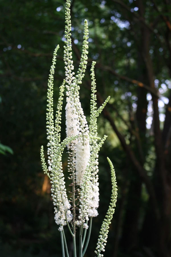 Cimicifuga racemosa