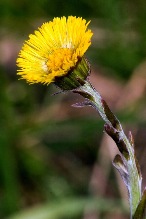 Tussilago farfara