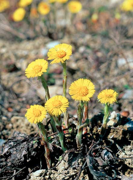 Tussilago farfara