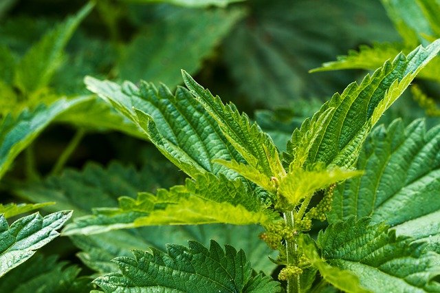 Urtica dioica