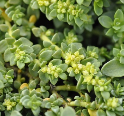 Herniaria glabra