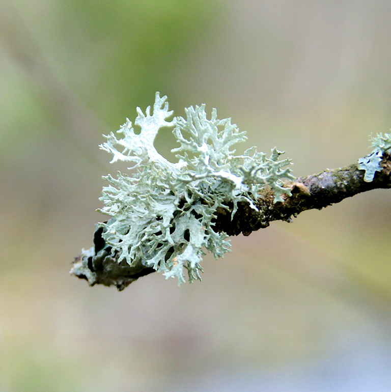 Cetraria islandica
