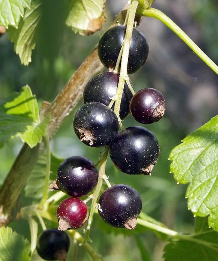 Ribes nigrum