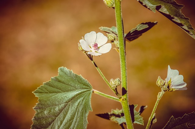Althaea officinalis