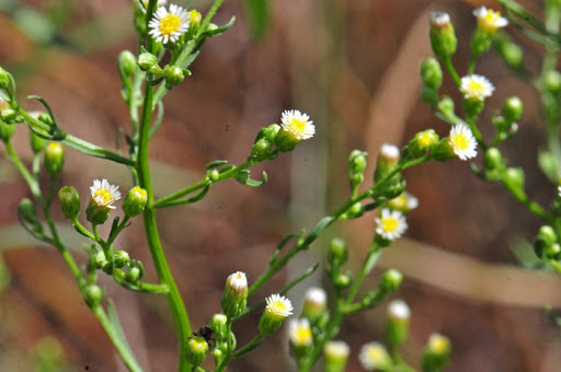 Conyza canadensis