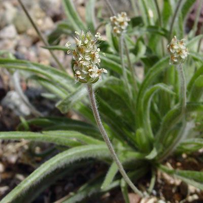 Plantago ovata