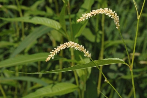 Persicaria lapathifolia