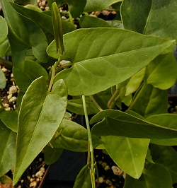 Polygonum multiflorum