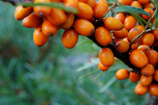 Hippophae rhamnoides
