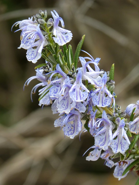 Rosmarinus officinalis