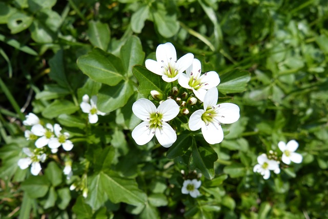 Nasturtium officinale