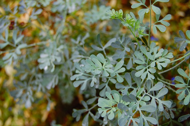 Rutae graveolens