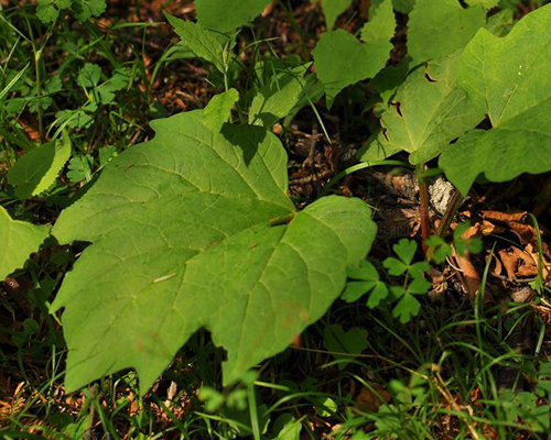 Rheum officinale