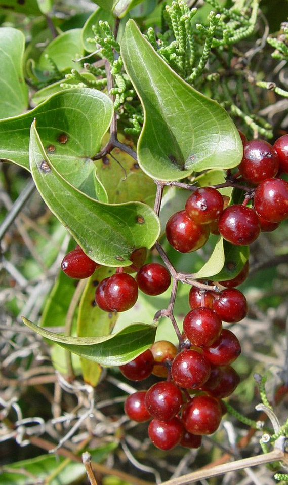 Smilax officinalis