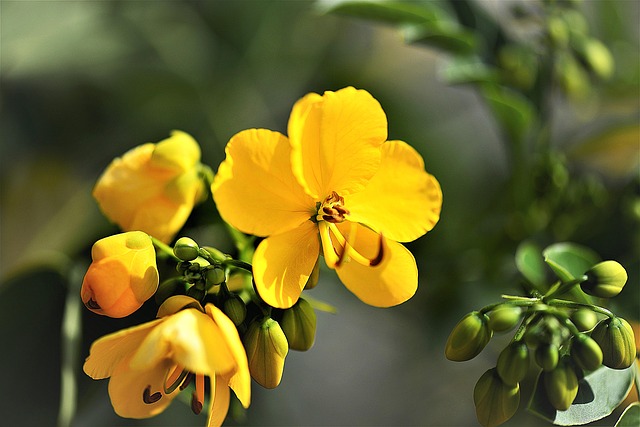 Cassia angustifolia