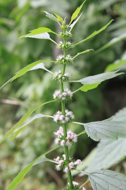 Leonurus cardiaca