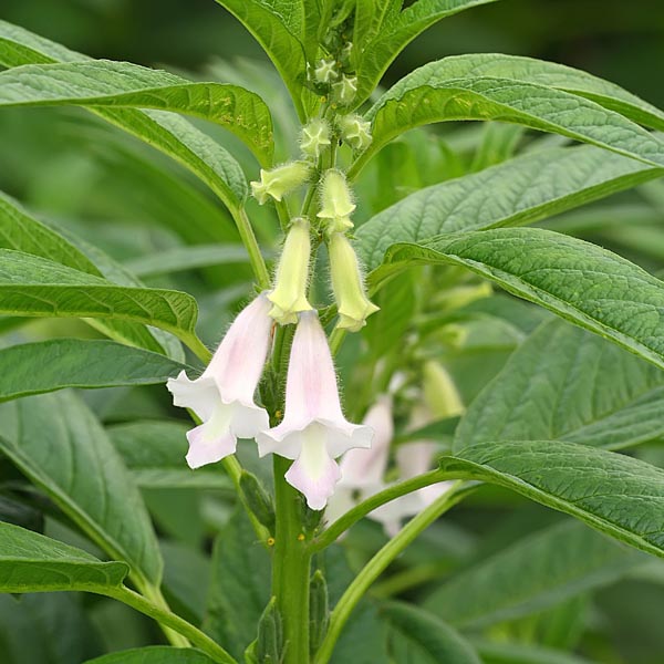 Sesamum indicum