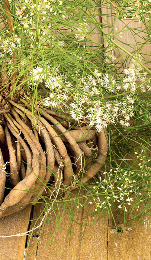 Asparagu racemosus