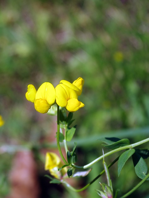 Trigonella foenum-graecum