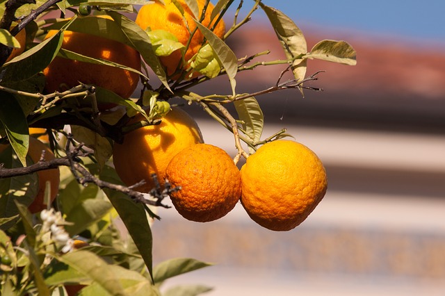 Citrus sinensis