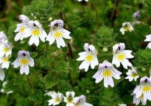 Euphrasia officinalis