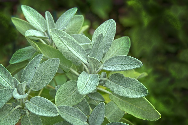 Salvia officinalis