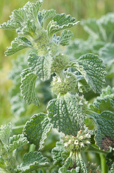 Marrubium vulgare
